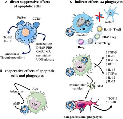 Mini-Review: The Administration of Apoptotic Cells for Treating Rheumatoid Arthritis: Current Knowledge and Clinical Perspectives